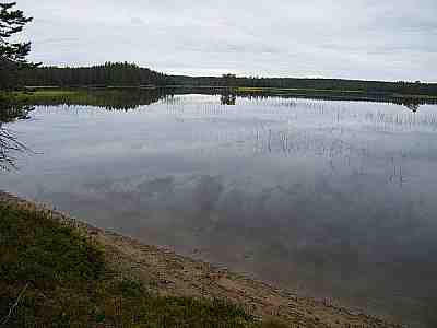 Kokalmus