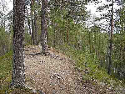 Harjua