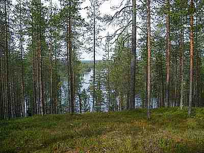 Polkua