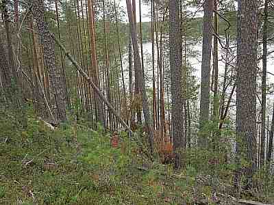 harju