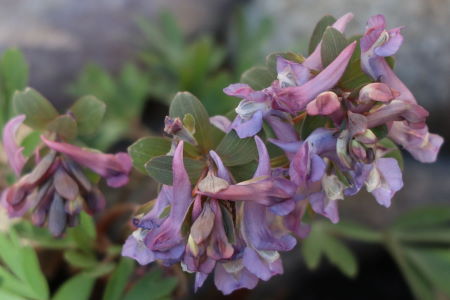 kiurunkannus
