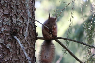 Orava