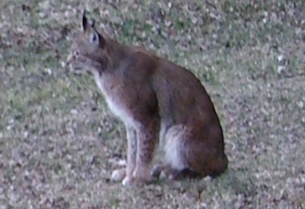 Ilves pihalla
