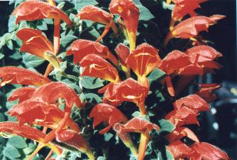 ll07.JPG - 23604 Bytes