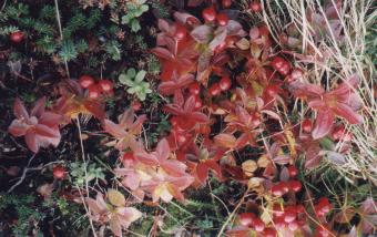 ruohokanukka - 23770 Bytes