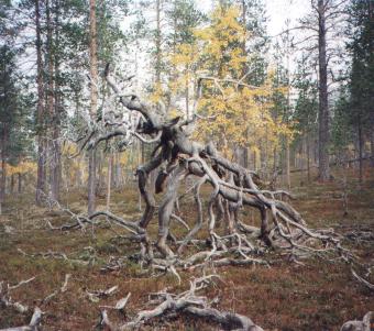 puunkkkr - 32254 Bytes