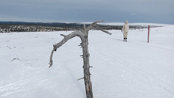 Ahopäällä