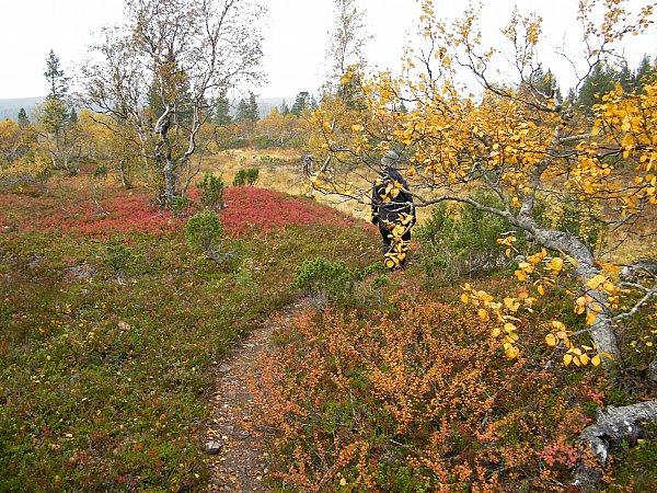 polku Rautulammelta Luulammelle