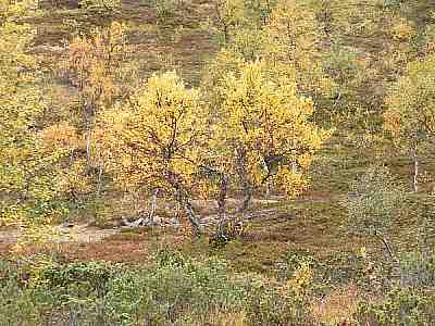 tunturikoivu