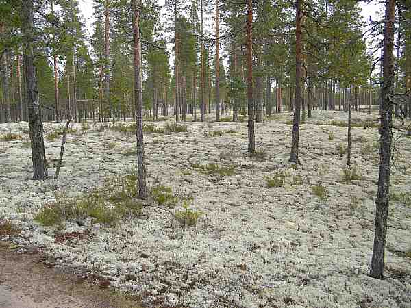 Rokuan sydän
