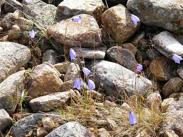 Kissankelloja