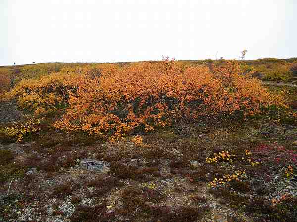 Ruska