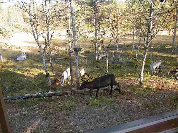 poroja mökin keittiön ikkunen alla