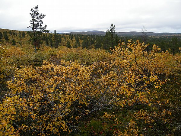 Ruska