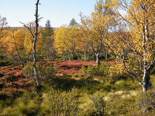 Väriä Luulammen läheisyydessä