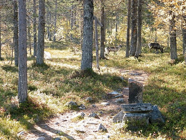 Poroja Ruijan polun varrella