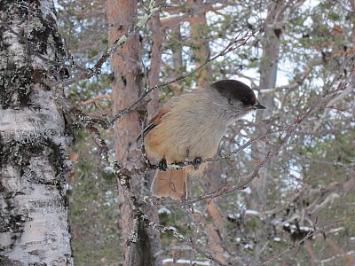Kuukkeli