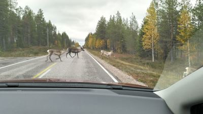 poroja tiellä