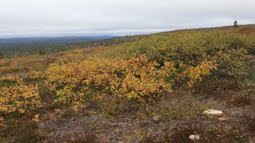 Kuva Vahtamapään rinteeltä