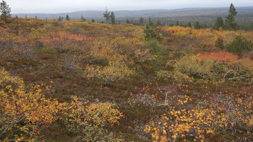 Tunturikoivuja