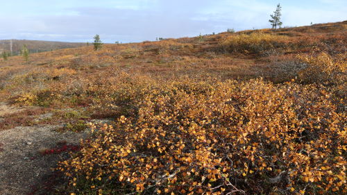 Ruskaa Iisakkipään rinteellä