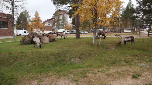 Poroja Saariselän keskustassa