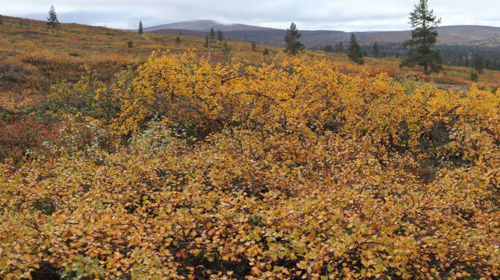 Ruskakuva