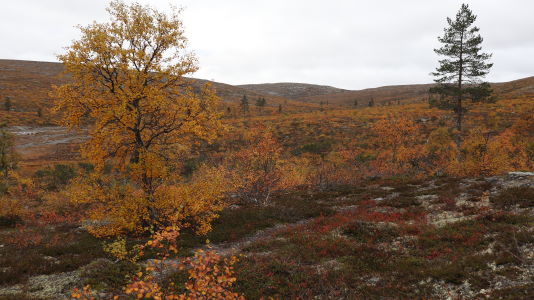 Kiilopää - Luulampi