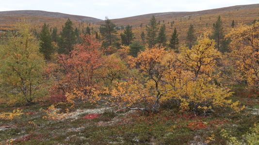 Kiilopää - Luulampi