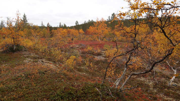 Kiilopää - Luulampi