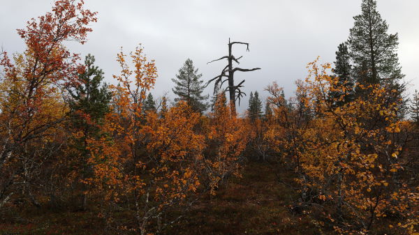 Rumakurun reittiä