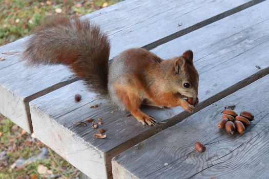 Orava