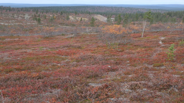 Ruskaa Kiilop-Rumakuru