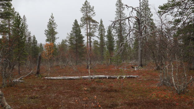 Kuutamoreitin ruskaa