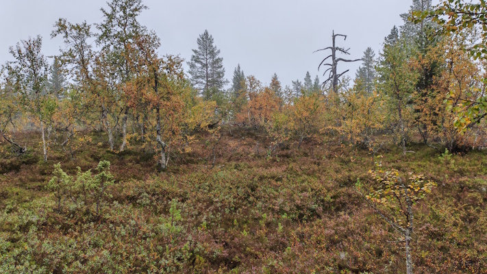 Tunturikoivikkoa