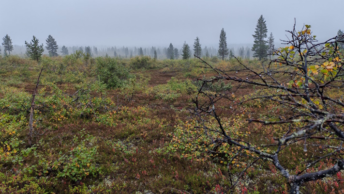 tunturikoivikkoa