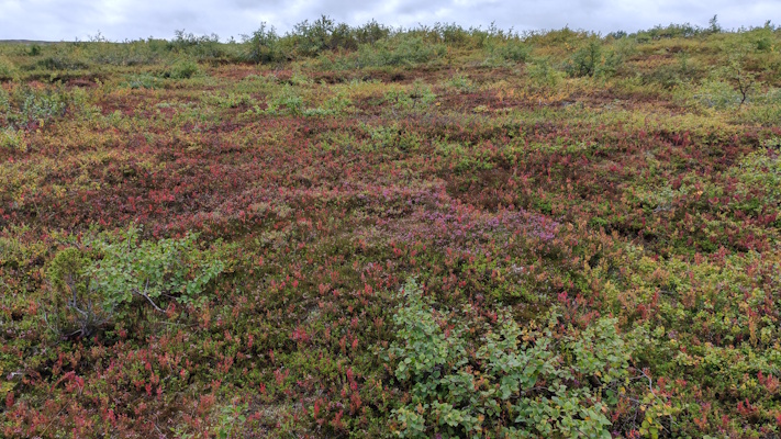 Ruska tulollaan