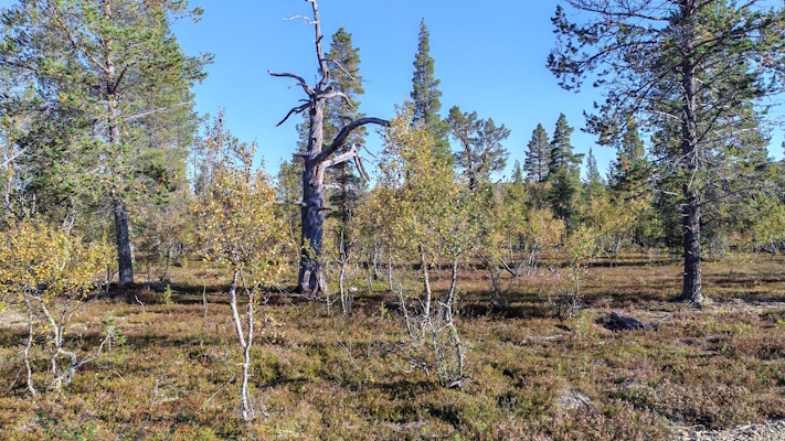 tunturimaisema