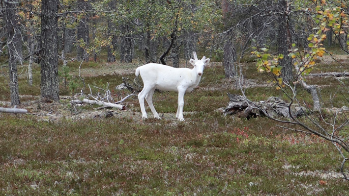 Valkoinen poro