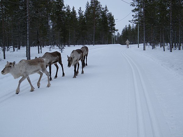 Vastaantulijoita ladulla