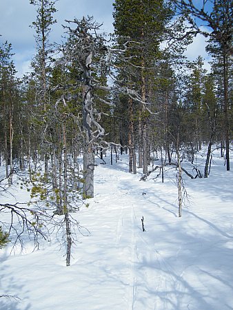 metsäosuus