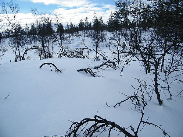 Talvinen tunturikoivikko