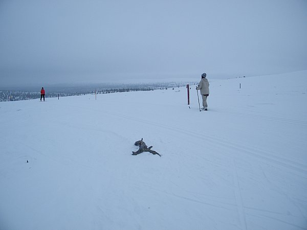 Ahopää