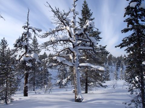 Kiilopää - Kakslauttanen