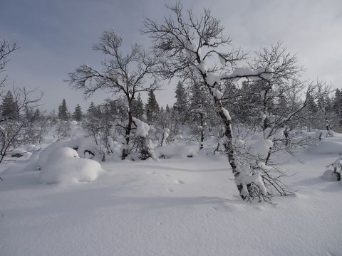 tunturikoivuja