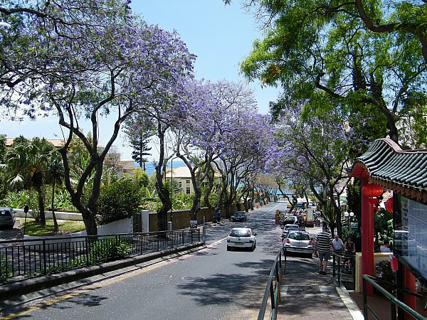 Funchal, Lido, Jakaranda kukkii