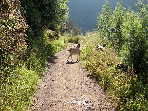 Monte - Romeiros, elimi polulla