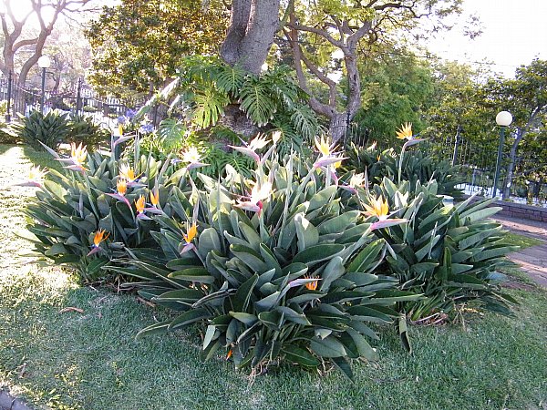 Funchal, papukaijakukkia