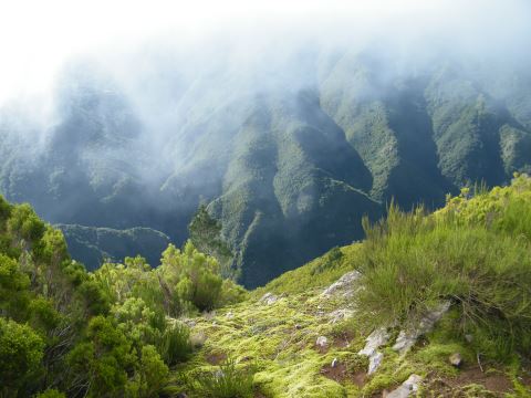 madeira fanal assobiadores