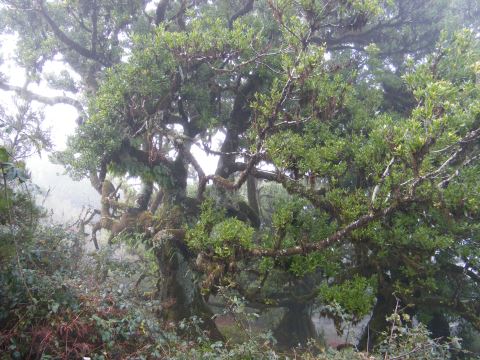 madeira fanal